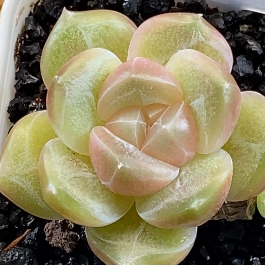 浅色系孤品想好了拍哈哈哈哈哈。