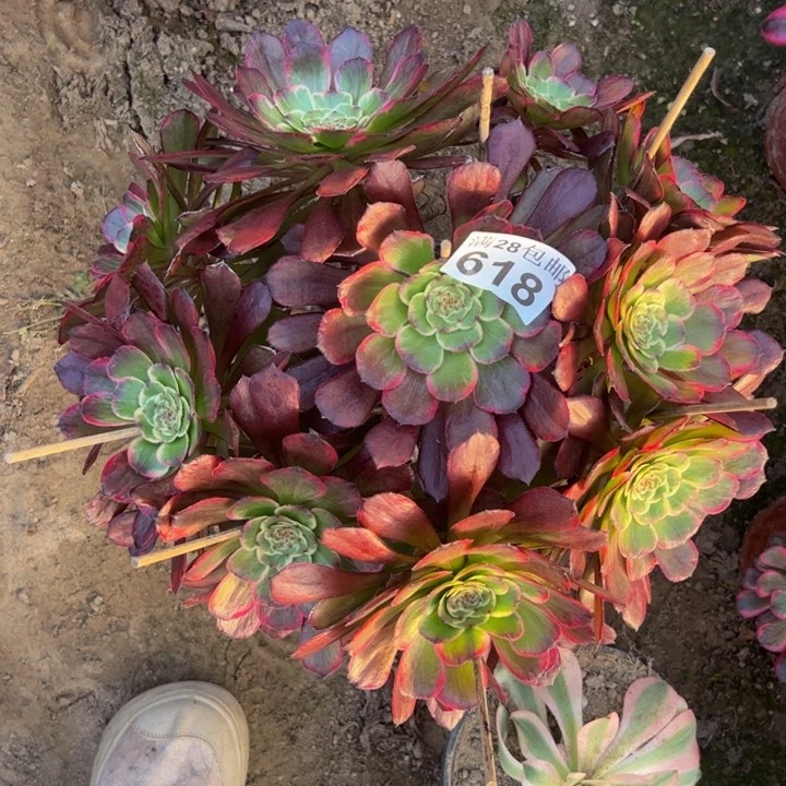 依*618嫦娥多肉植物