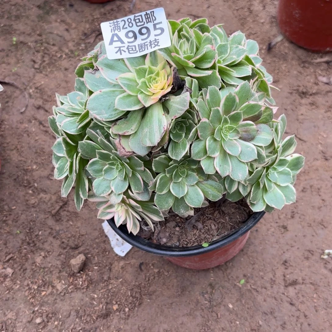 N 995万花筒多肉12223