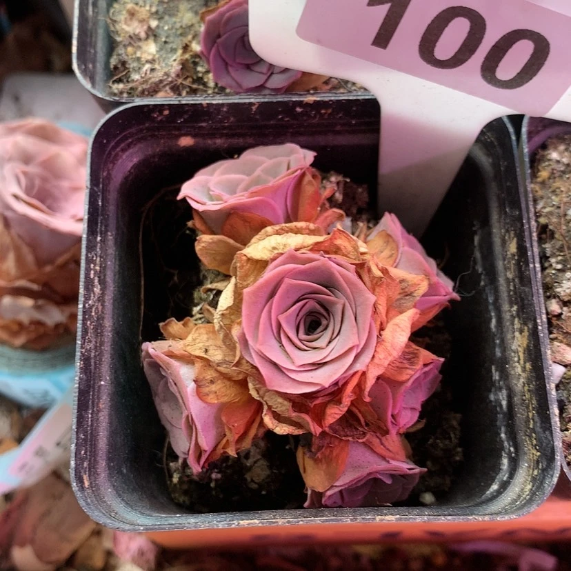 【闪购商品】瑶*轩天使之翼100