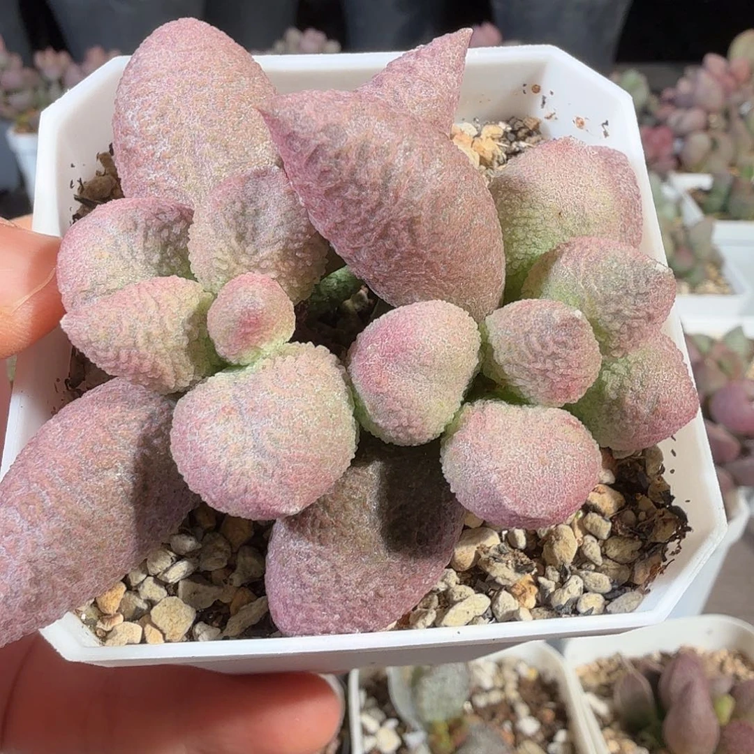粉核桃