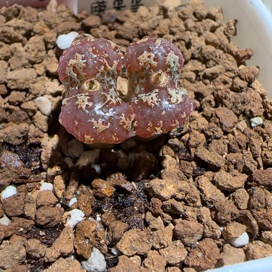 肉锥多肉植物组合-mro15、1316