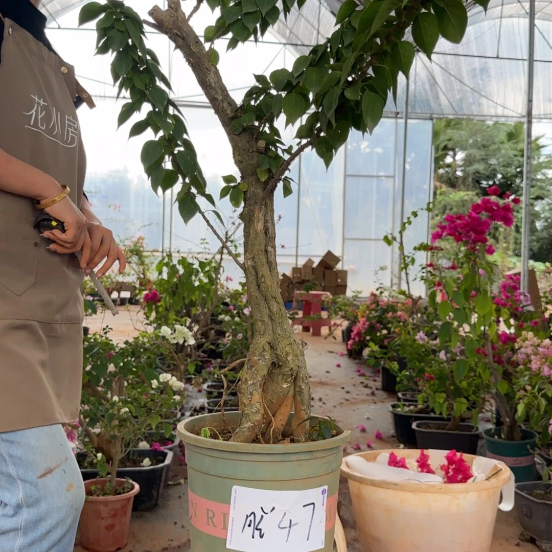 大部分花苞少量开放小桃红 47脱