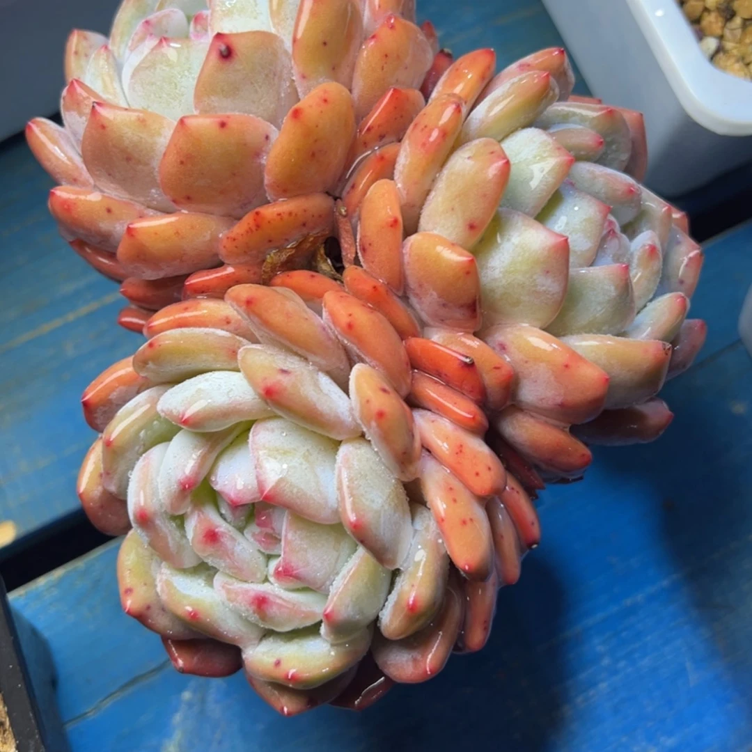 【闪购商品】三头橙多肉19.8