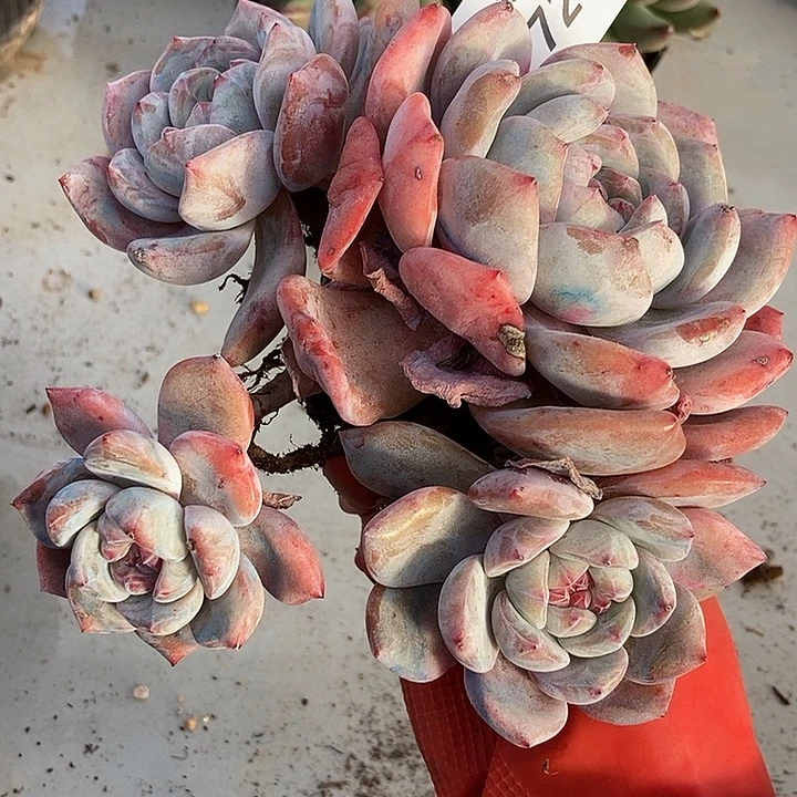 72一物一拍不退不换