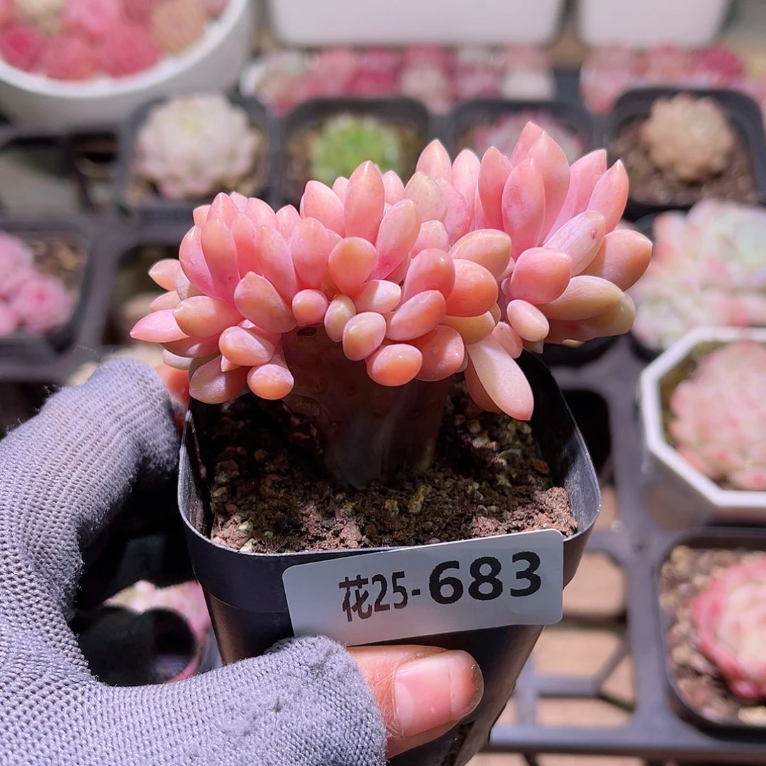 花25-683醉美人缀化