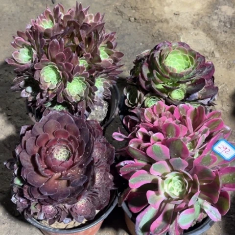 292多肉植物组合