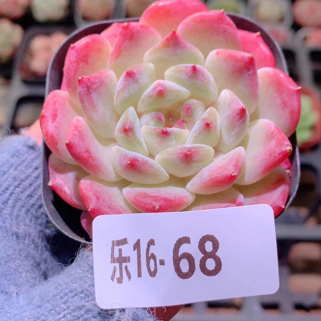 乐然16-68 秘境冰魄