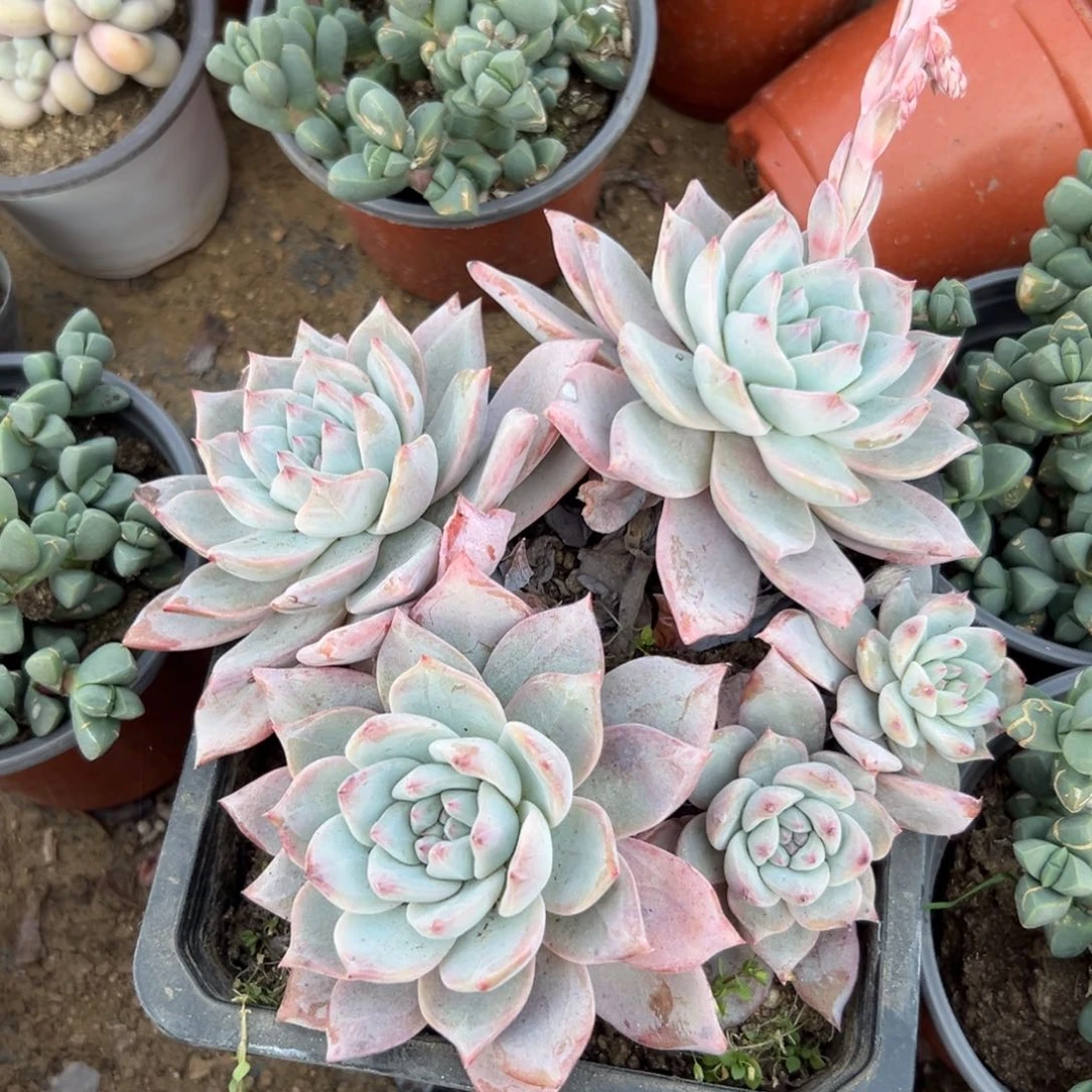 多肉植物粉蓝鸟群