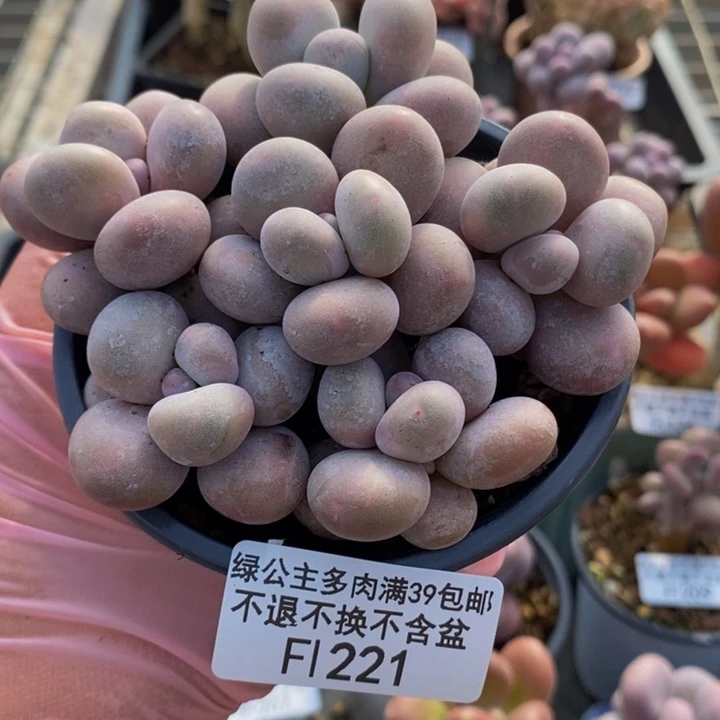 芭比奶洛散拼9cm221多肉植物