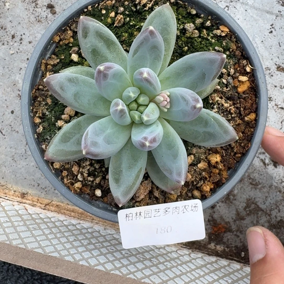 180 美人杂交 一物一拍