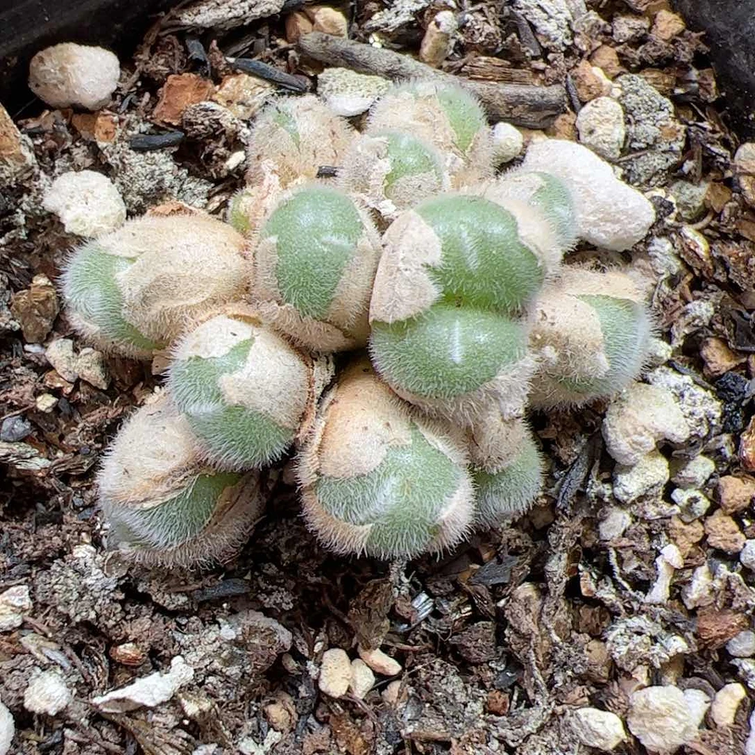 【闪购商品】71 毛球