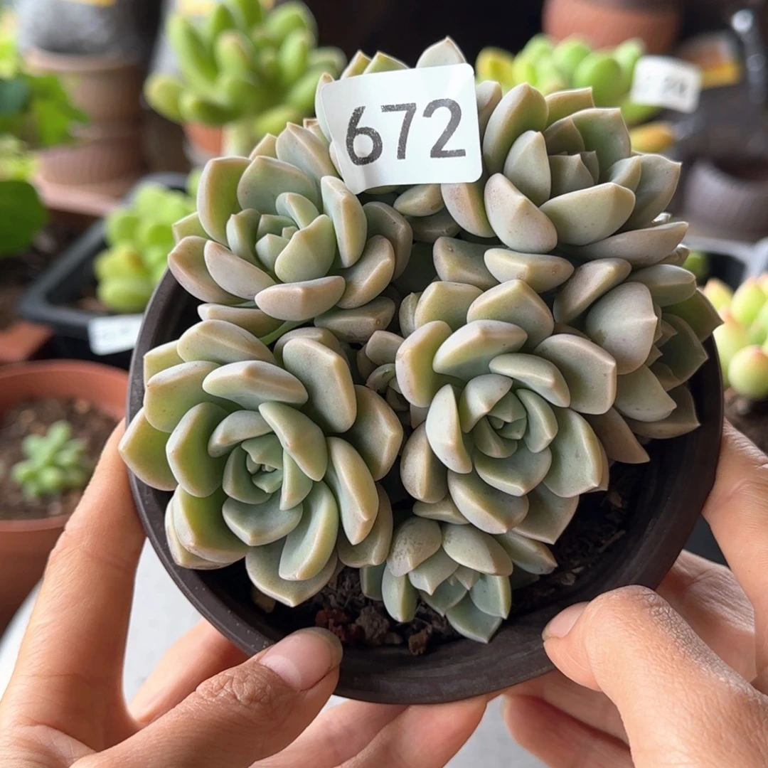 672号 一物一拍 一物一拍