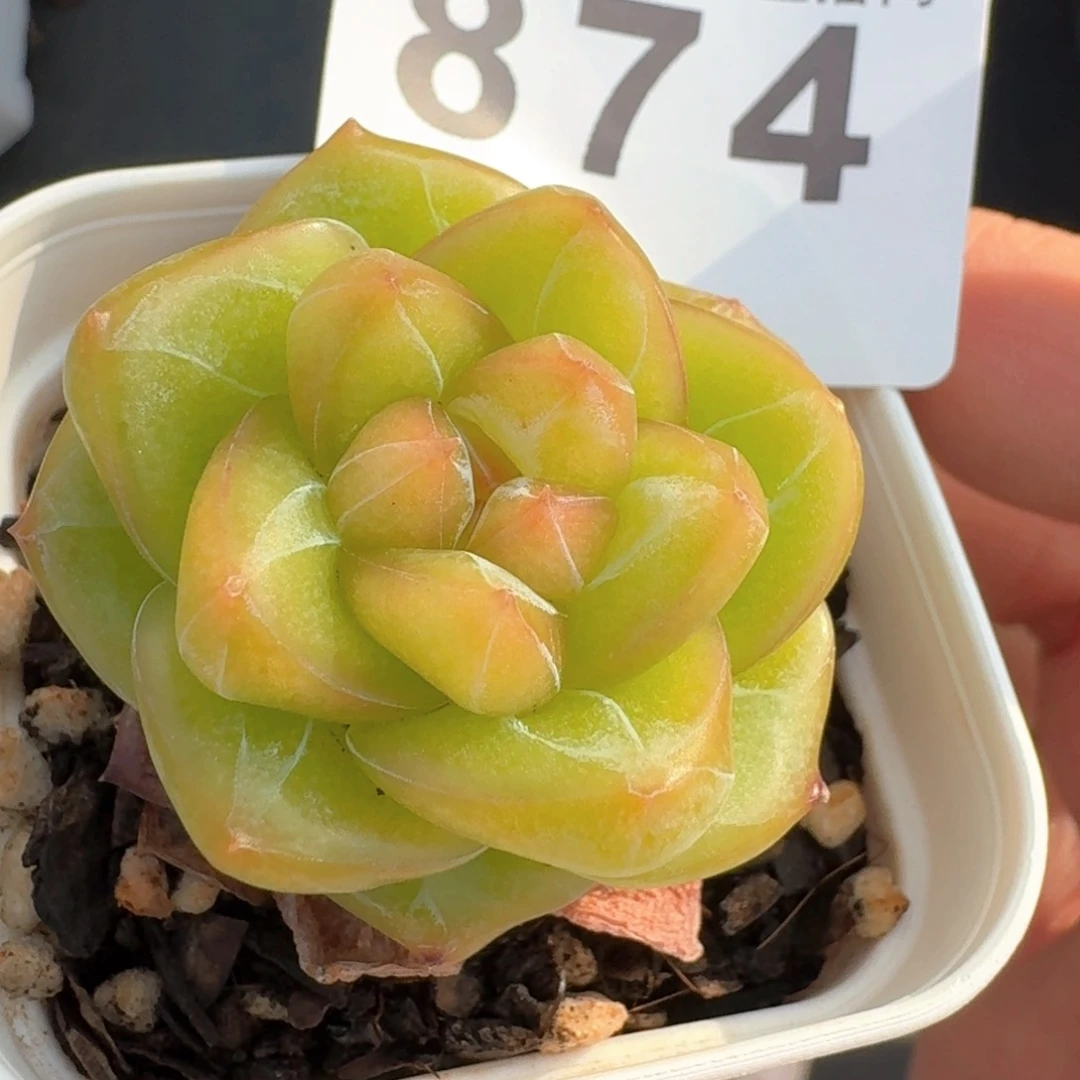 珍妮         多肉植物