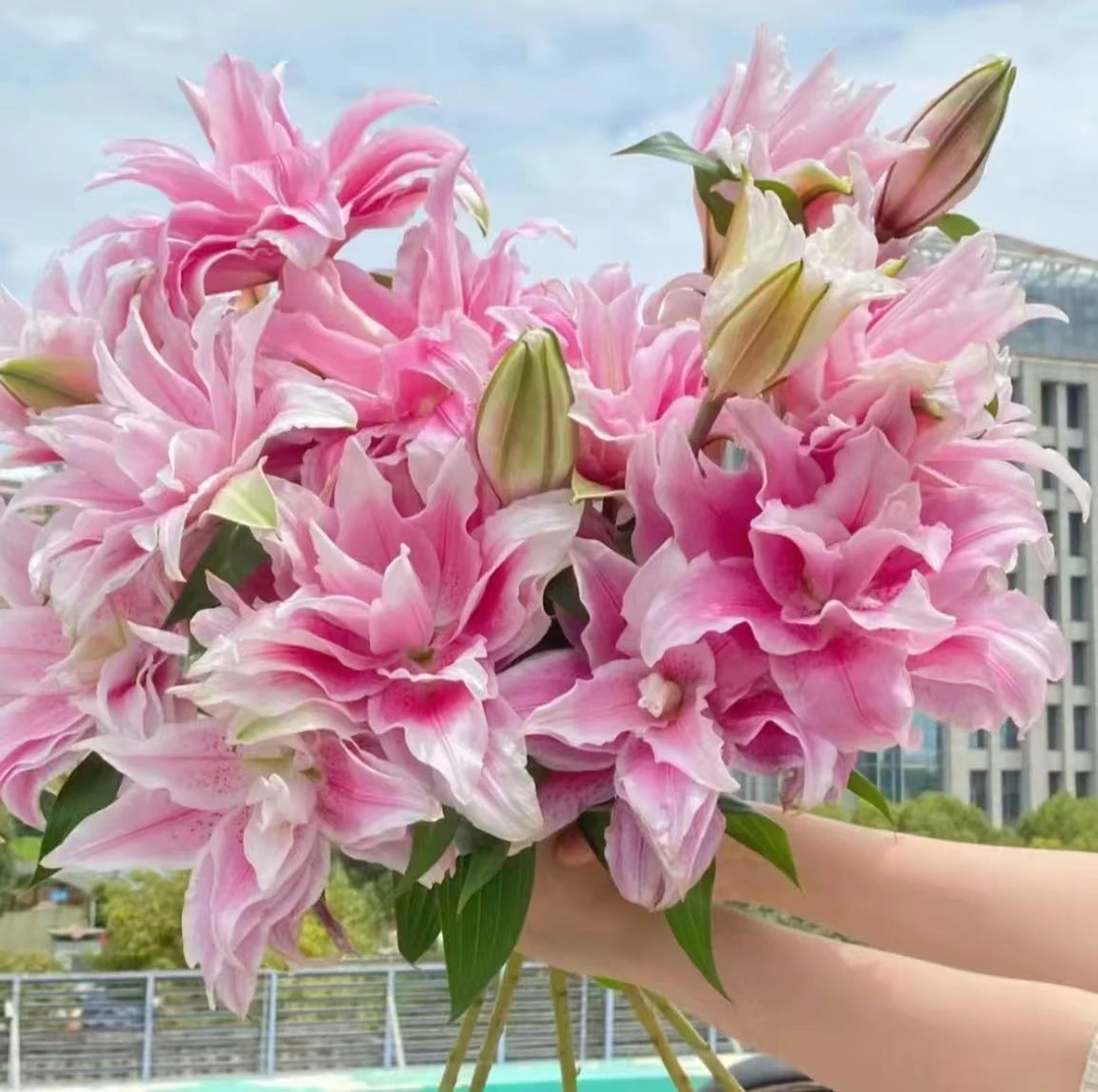 【5支伊莎贝拉重瓣-香水百合】云南鲜花 全场任意两单升级冷链发货