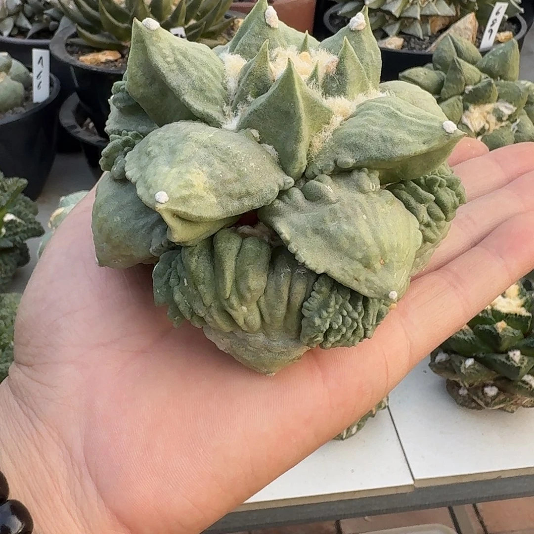 自根有根怒涛牡丹