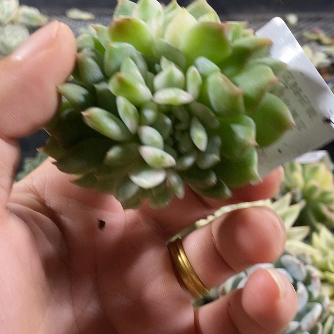 118霜花锦多肉植物哇啦塞