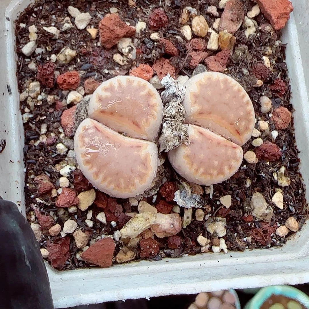 生石花满18包邮1229-29