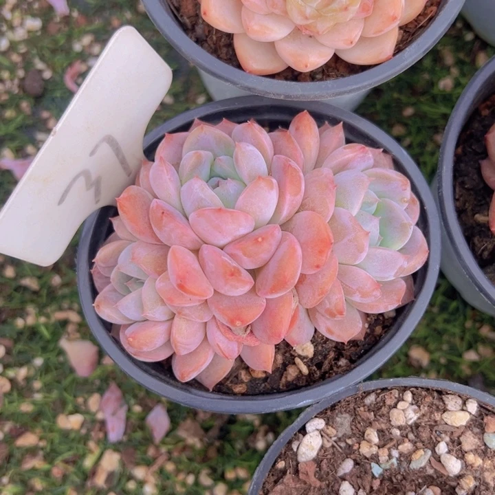 健健康康平平安安