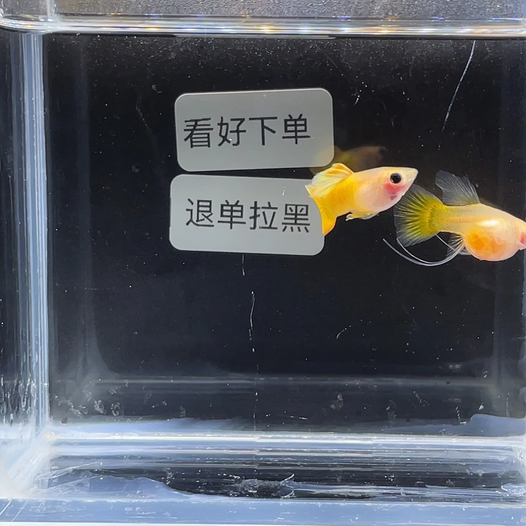 孔雀鱼黄金玻璃猫短体绒球