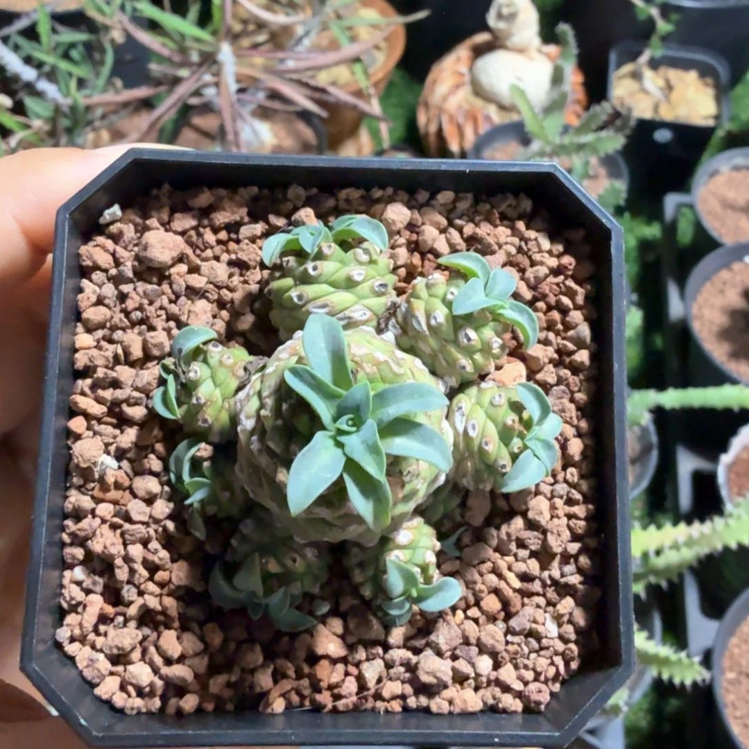 z***o铁甲麒麟 205 仙人球