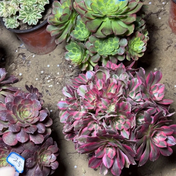 多肉植物两个法师5