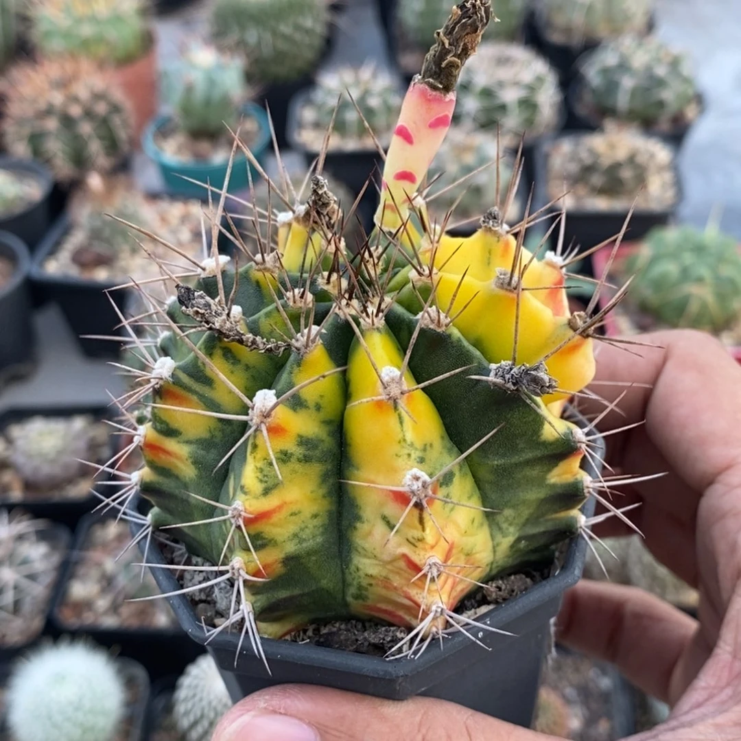 植播园艺牡丹玉锦