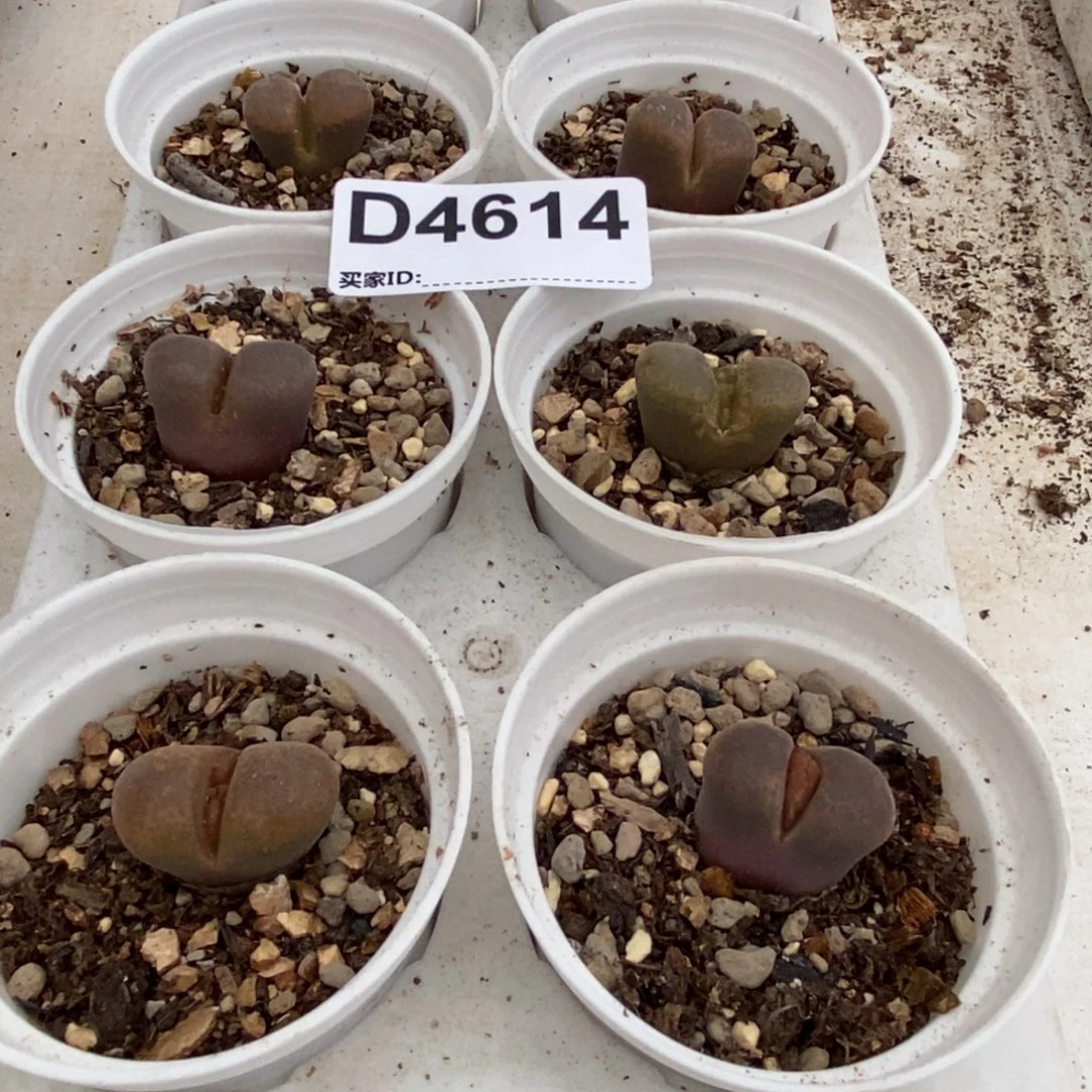 4614风铃8盆 9.9带盆发
