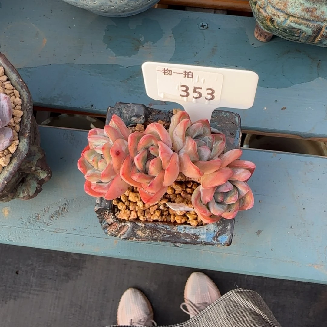 焦****一物一拍353发货1111