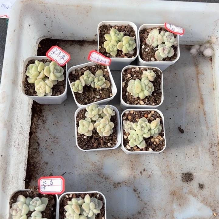 羊一物一拍专拍的