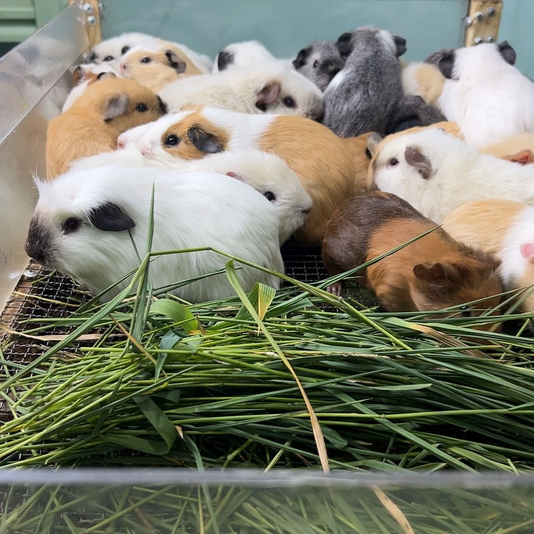 黄白英短弟弟228可爱