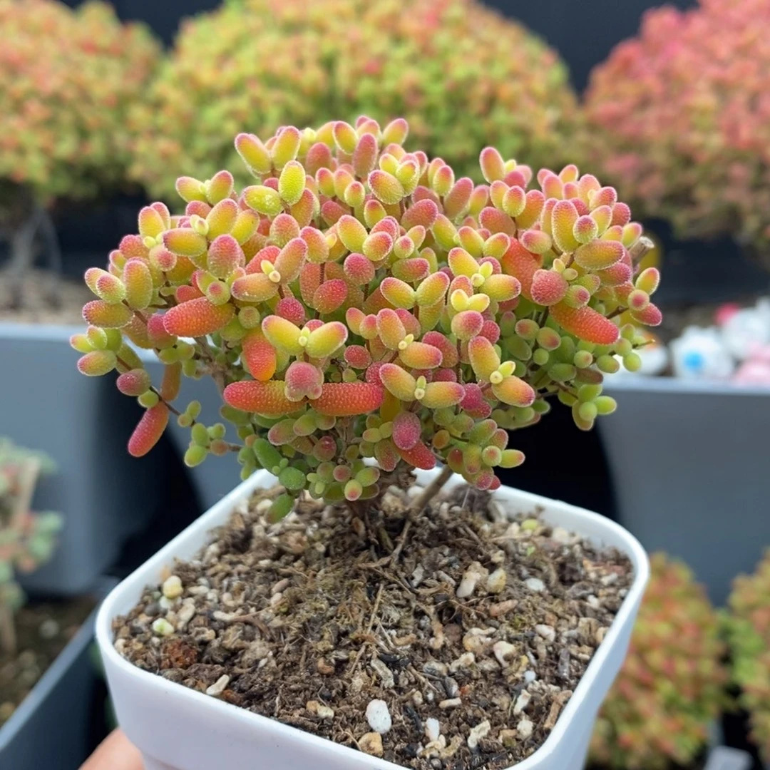 无花朵42号蜜橘糖球枝干