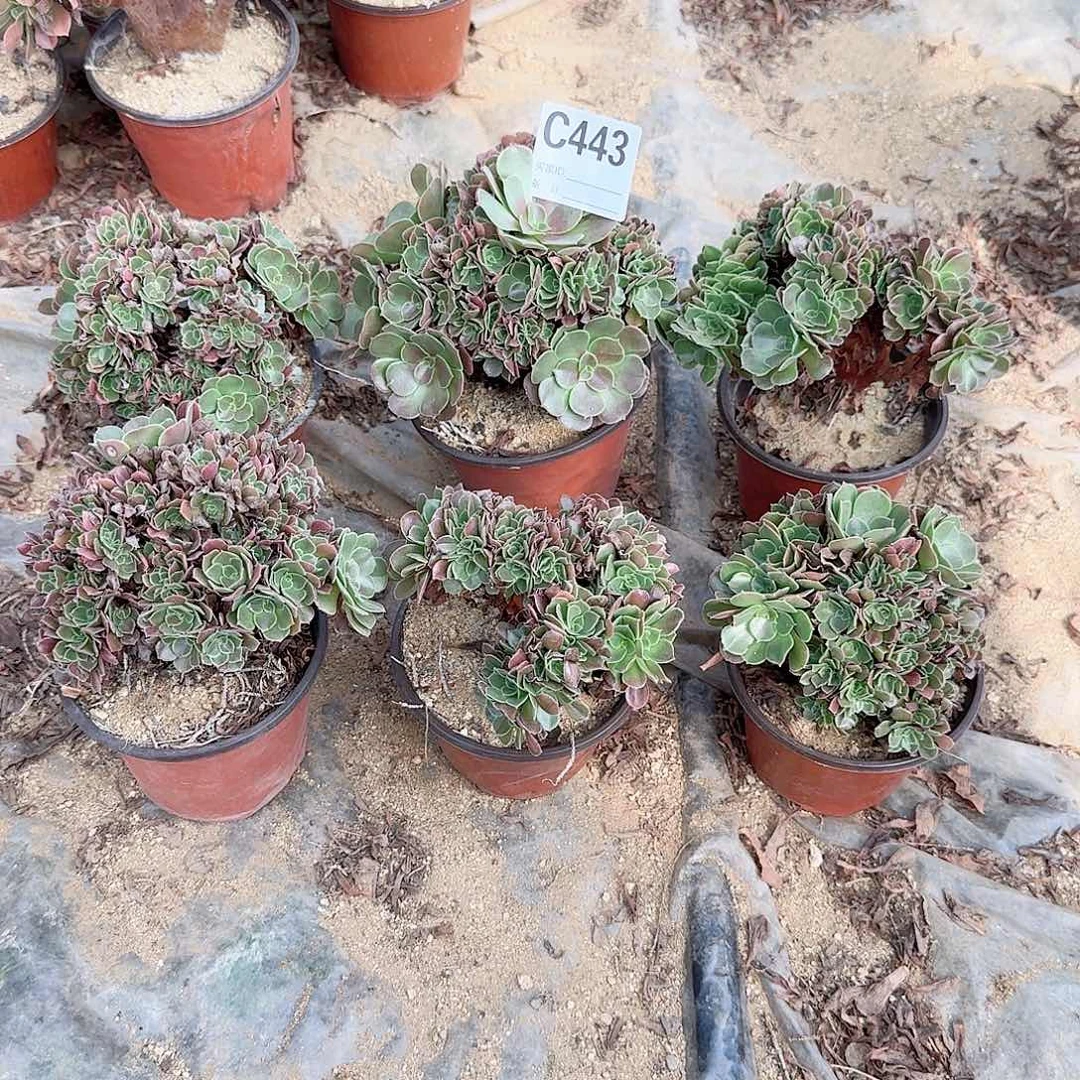 443火玫瑰朵朵共6颗微瑕