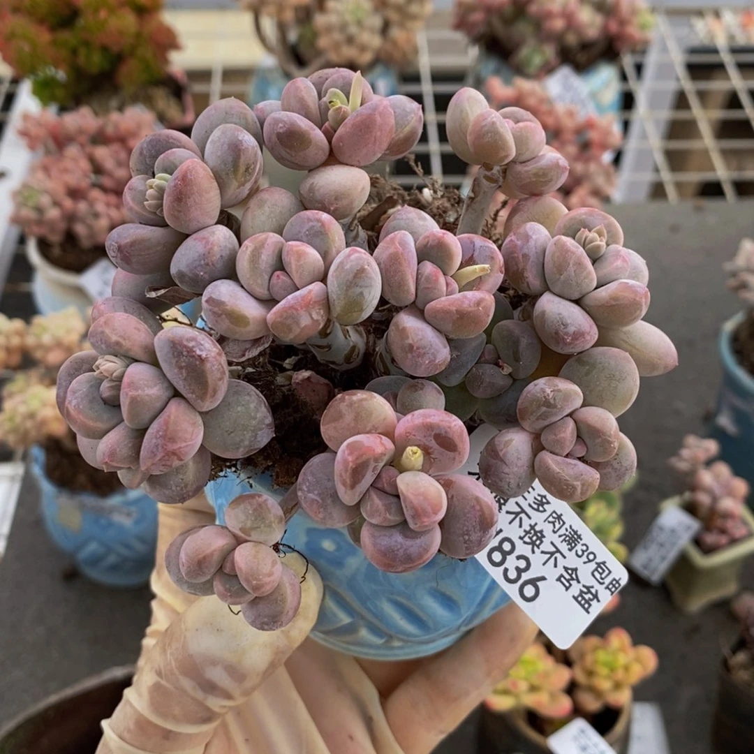 香芋奶酪836/10c m
