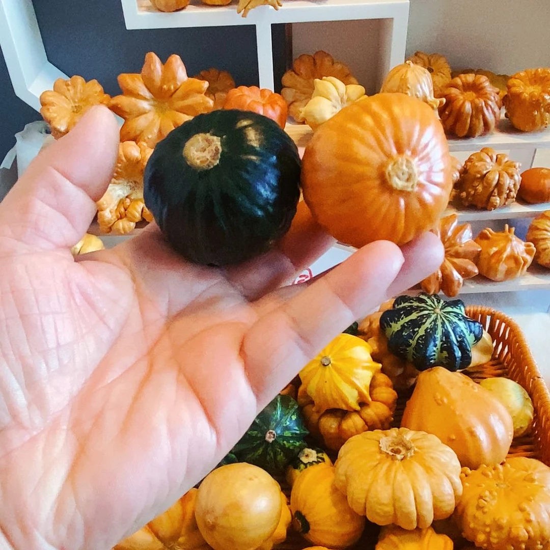 墨西哥葫芦特价无售后