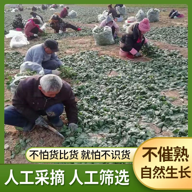 确山甄选大力推荐现挖新鲜菠菜净重4斤款