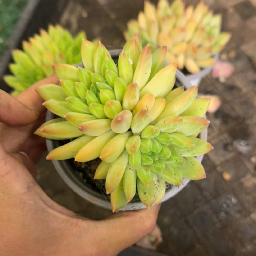 黄色美人系多肉星际迷航杂8厘米（2颗）