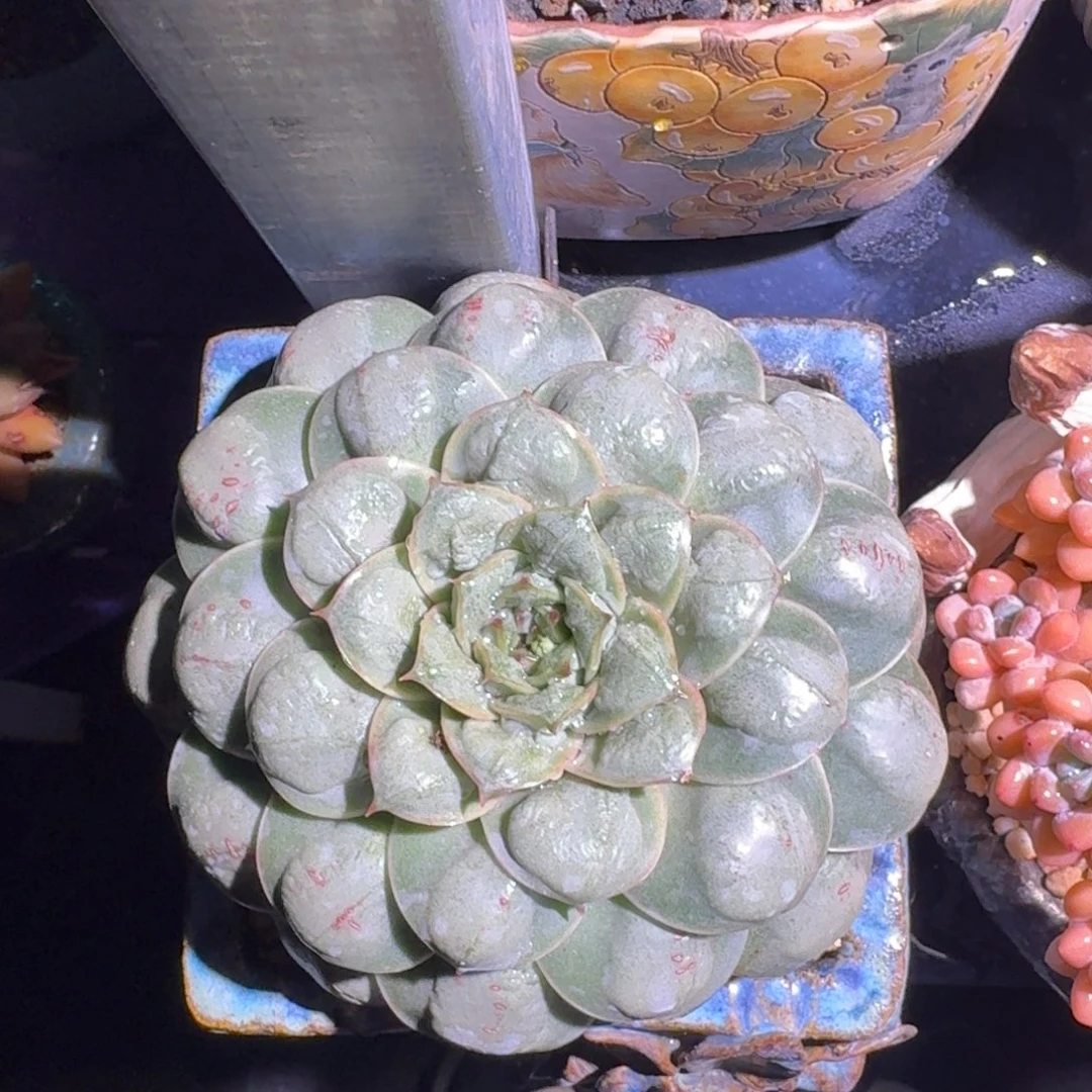 雨滴杂 单头 一物一拍