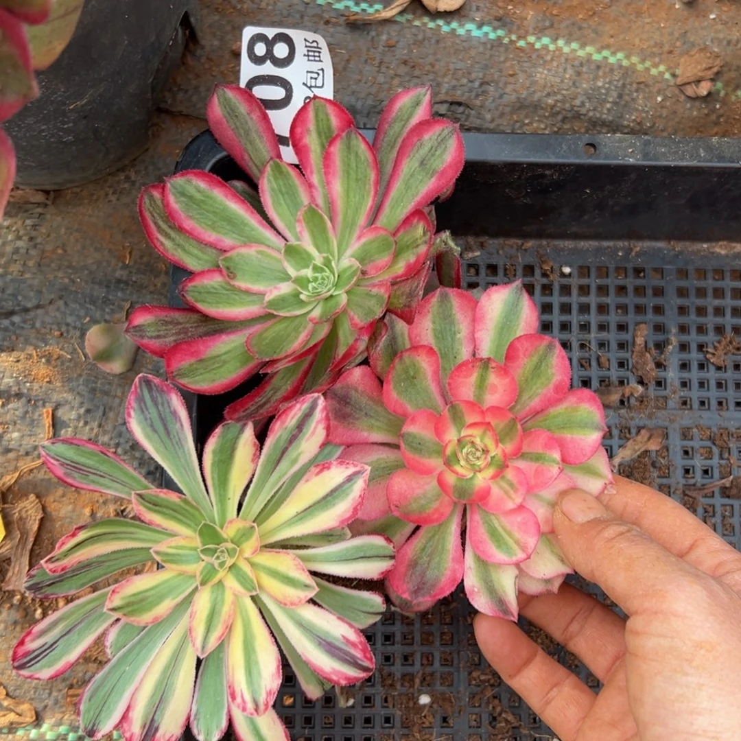 多肉植物708孔雀翎 荔枝 v锦锦