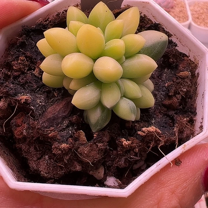 1082千代田锦多肉植物