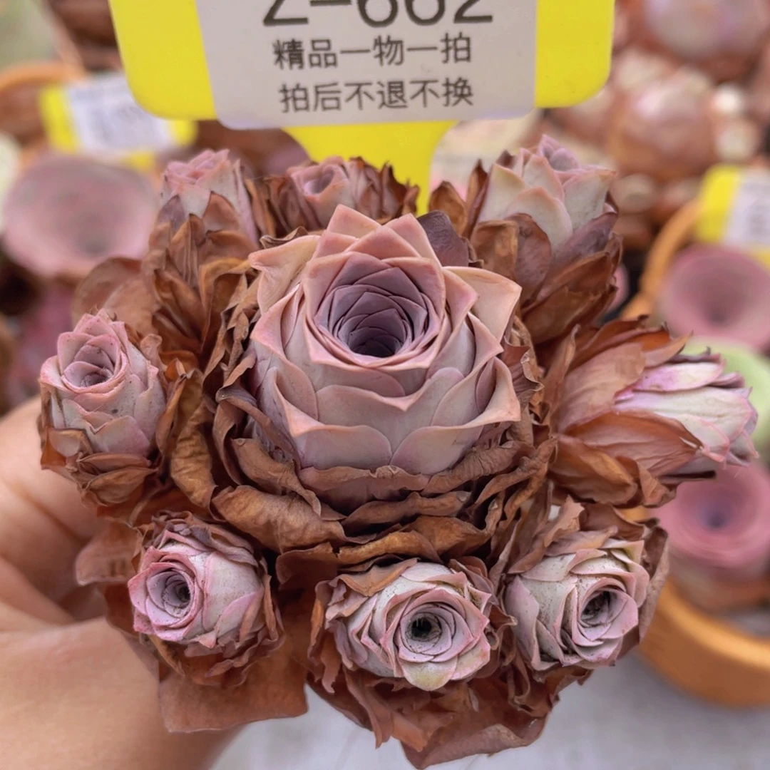 山地玫瑰Z662断枝不包损不售后