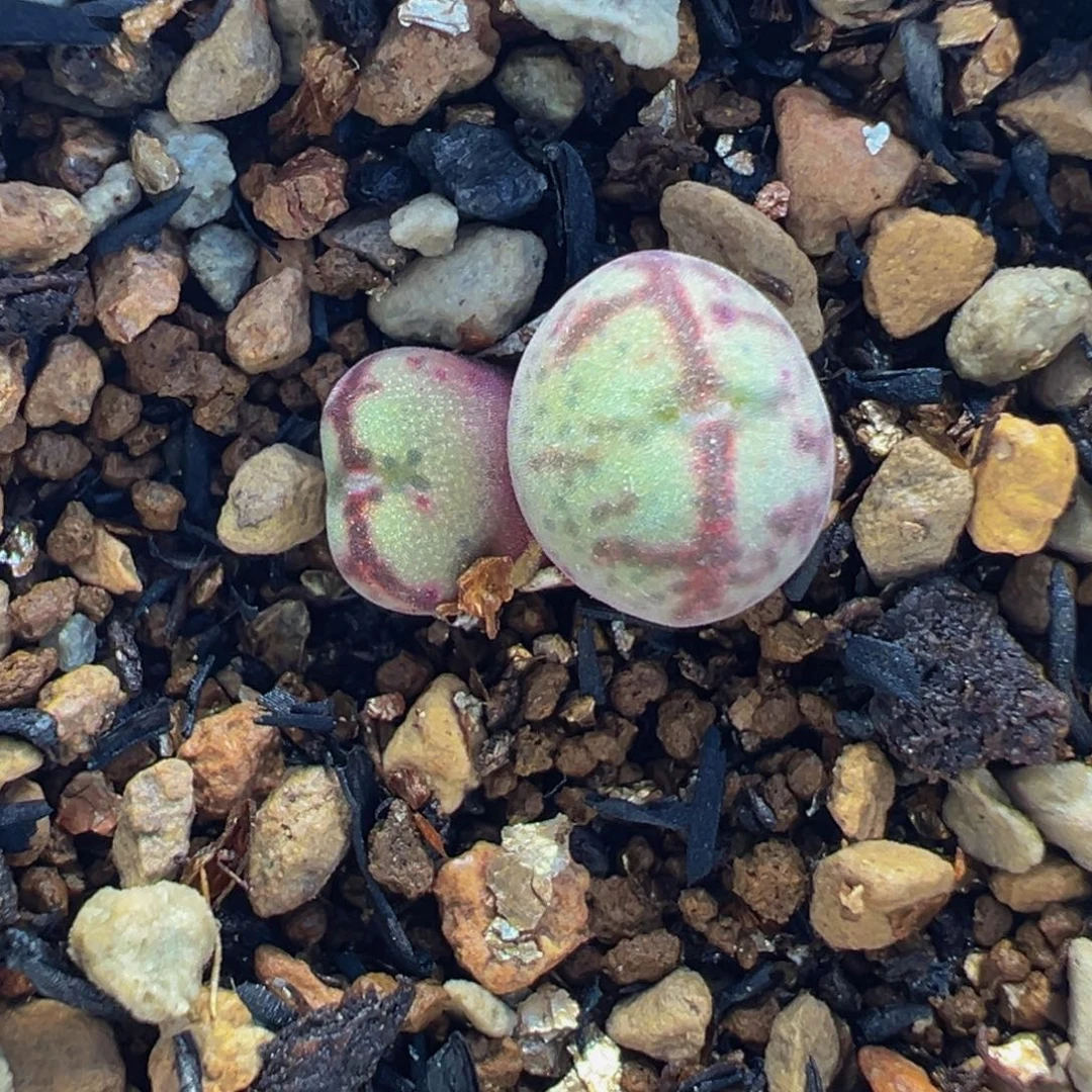 752多肉植物种类多样