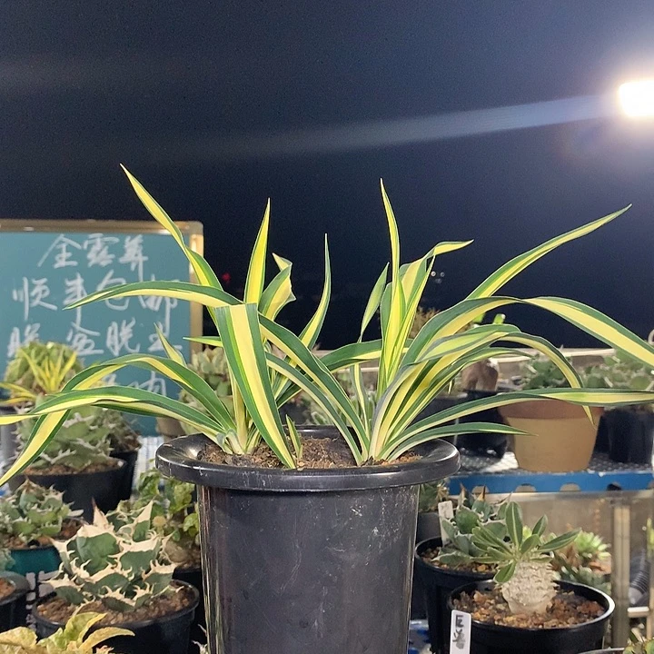 毛叶丝兰黄中斑2带1，3头