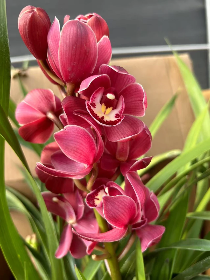 【阿诗玛】落地款大花蕙兰年宵花 绿植盆栽花卉室内好养易活带盆