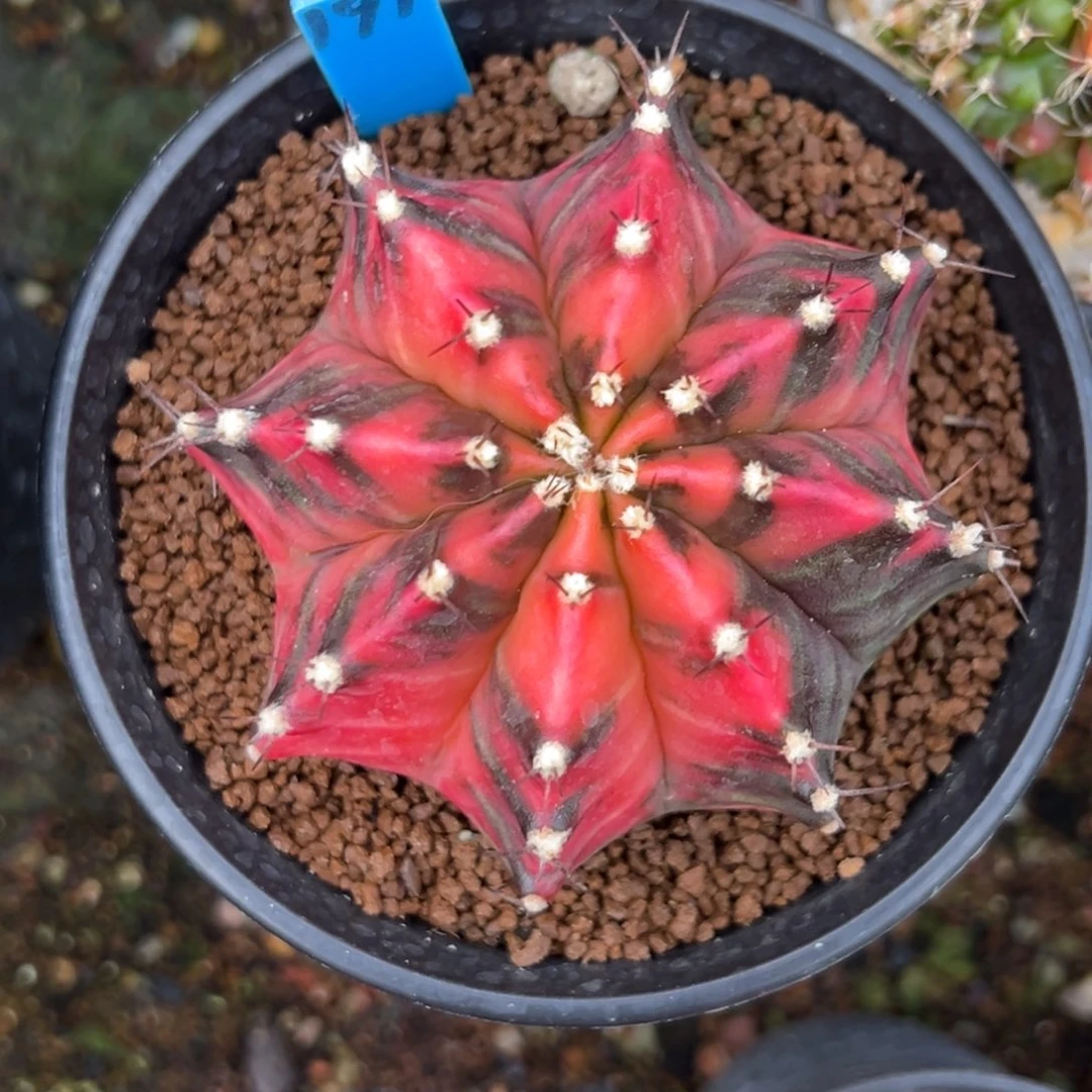 191实生米哈锦，带盆土发货