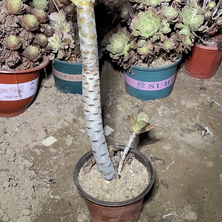 161燕姿多肉法师多肉