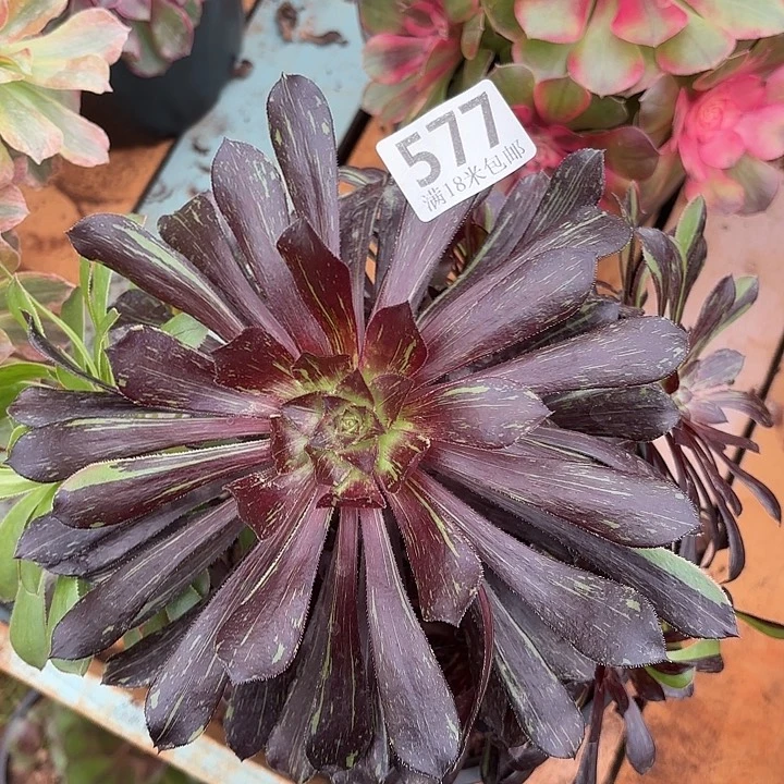 577水墨丹青诺米多肉法师锦不包侧枝断枝