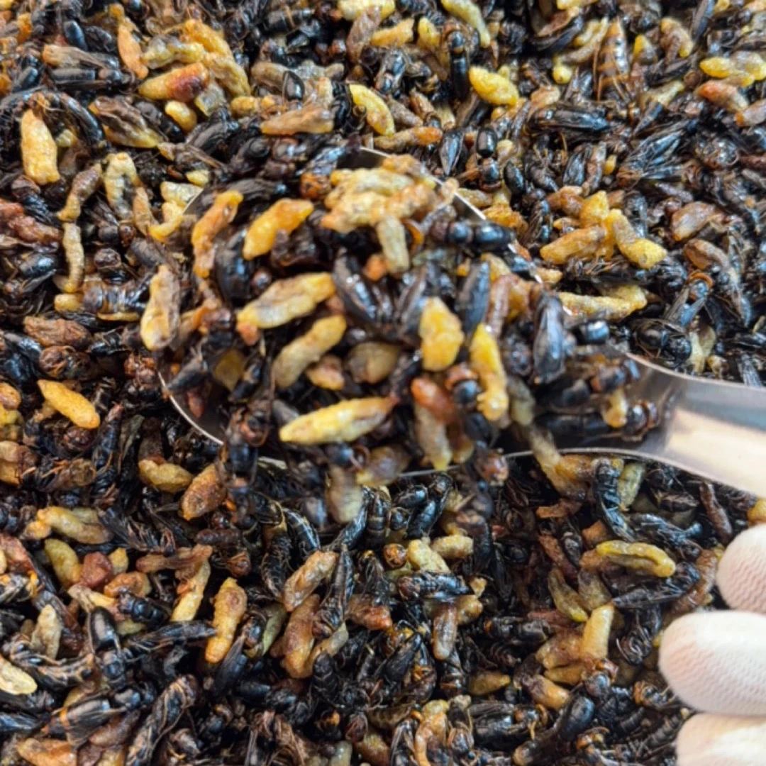 【3级4级树蜂嘎嘣脆】2025新鲜纯菜籽油炸嘎嘣脆树蜂蛹(顺丰包邮)