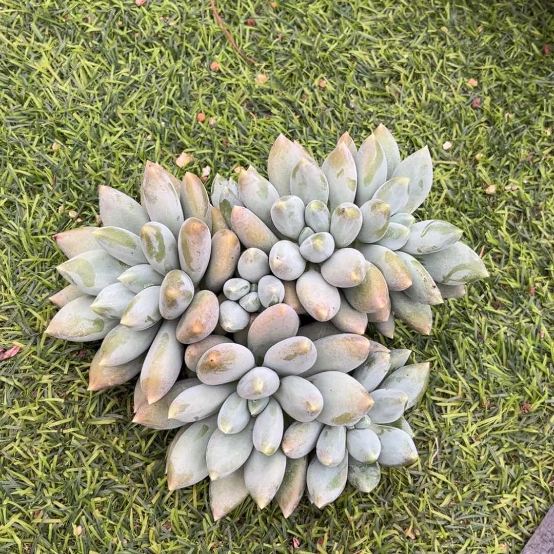 多肉姐姐480春去秋来