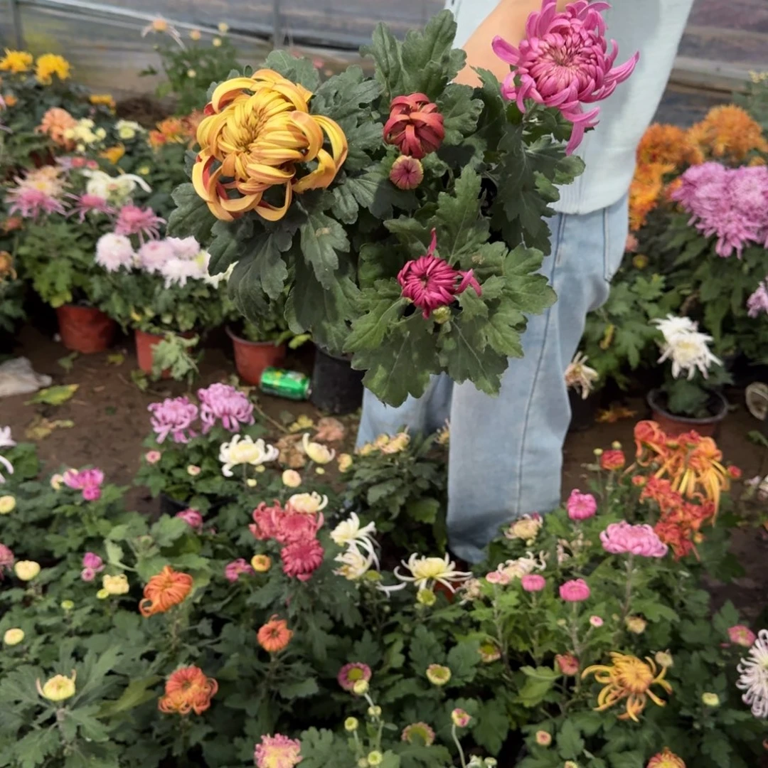 完全开放混色大菊